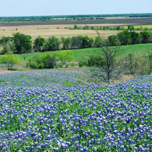 Ten things I love about you, Texas